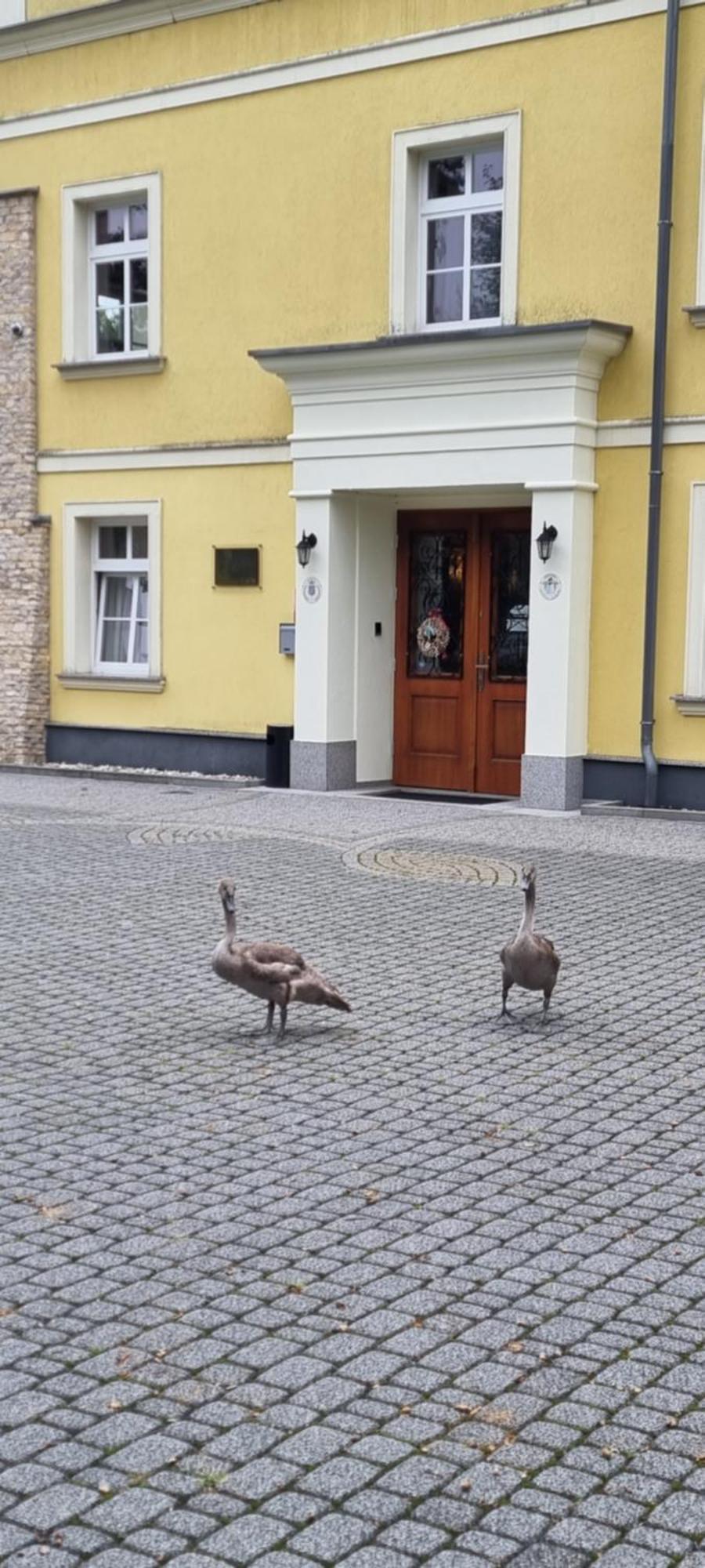 Palac Lucja Bb Zakrzow  Экстерьер фото